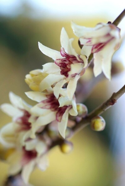 Chimonanthus praecox Chimonanthus praecox