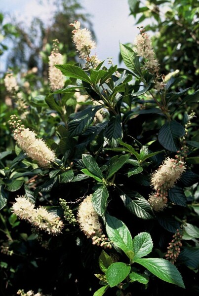 Clethra alnifolia 'Pink Spire'