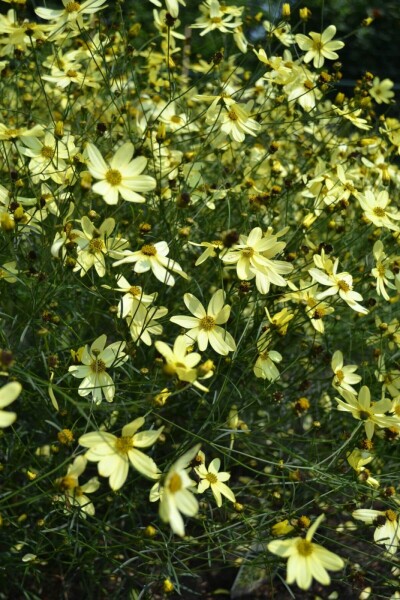 Coreopsis verticillata 'Moonbeam' Coreopsis verticillata 'Moonbeam'