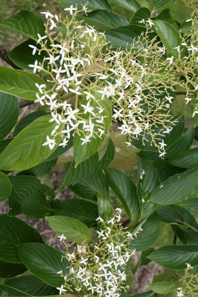 Cornus controversa