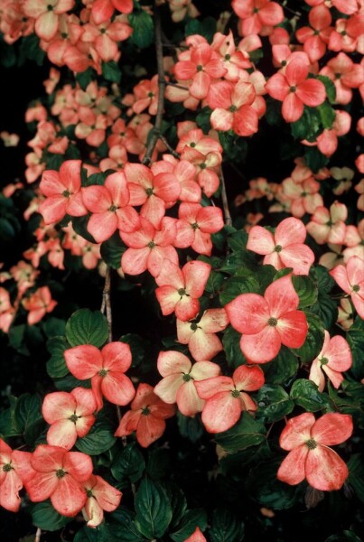 Cornus kousa 'Satomi' Cornus kousa 'Satomi'