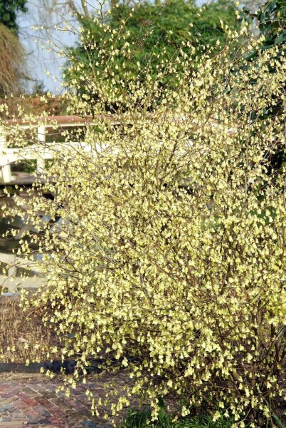 Corylopsis pauciflora Corylopsis pauciflora