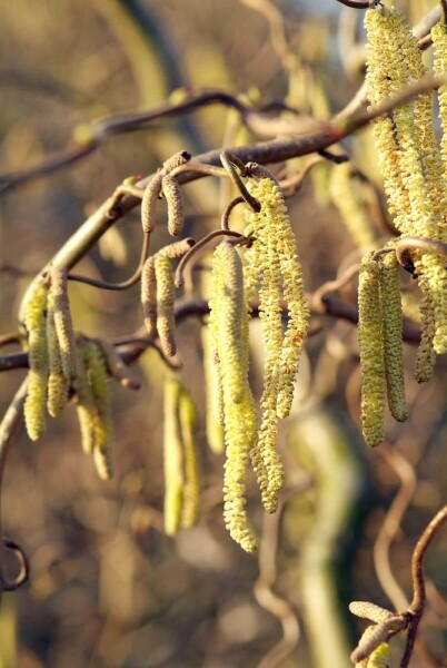 Corylus avellana 'Contorta' Corylus avellana 'Contorta'
