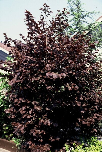 Corylus maxima 'Purpurea' struik Corylus maxima 'Purpurea' struik