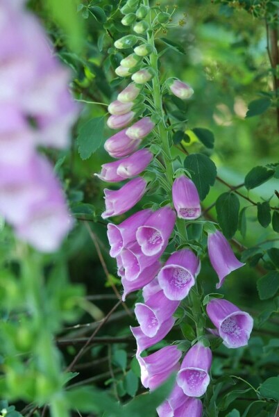 Digitalis purpurea Digitalis purpurea