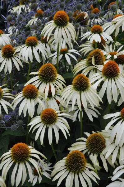 Echinacea purpurea 'Alba' Echinacea purpurea 'Alba'