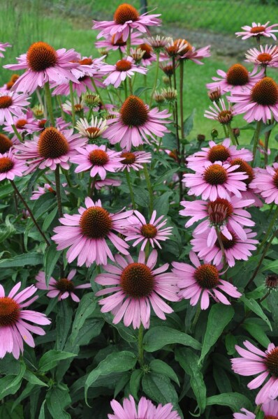 Echinacea purpurea 'Magnus' Echinacea purpurea 'Magnus'