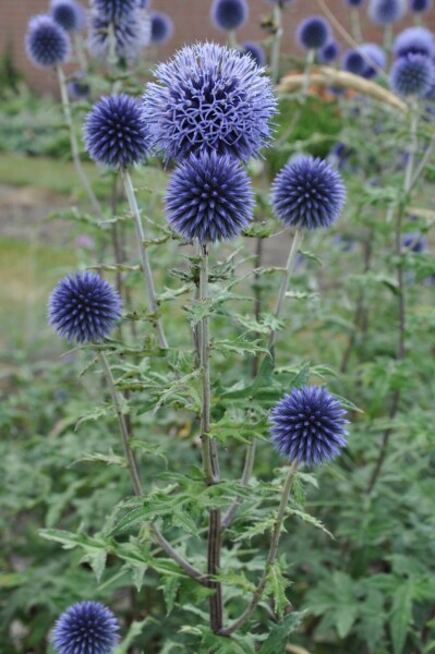 Echinops bannaticus 'Blue Glow' Echinops bannaticus 'Blue Glow'