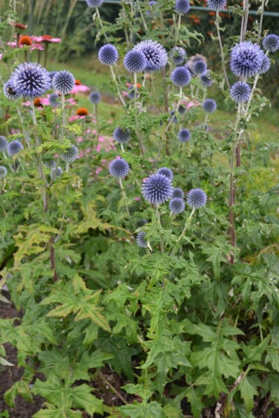 Echinops ritro Echinops ritro