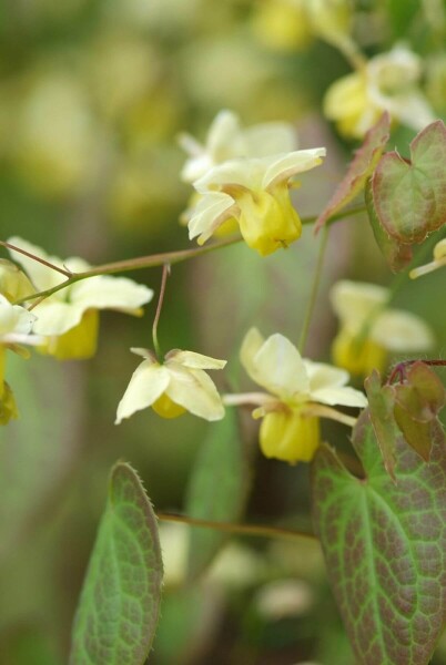 Epimedium perralchicum 'Frohnleiten' Epimedium perralchicum 'Frohnleiten'