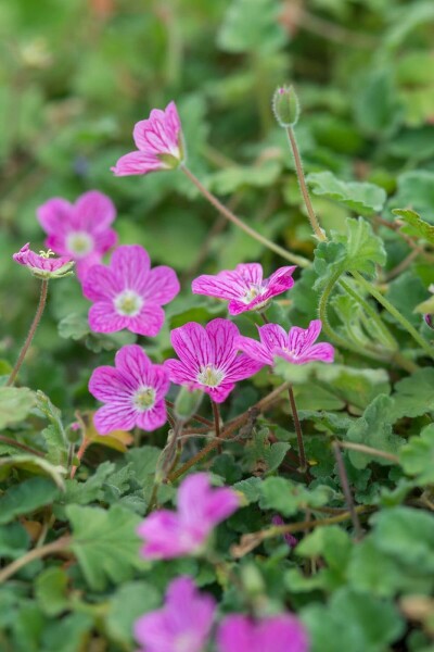 Erodium variabile 'Bishop's Form'