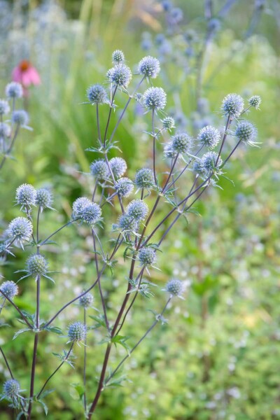 Eryngium planum 'Blauer Zwerg' Eryngium planum 'Blauer Zwerg'