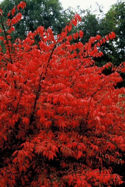 Euonymus alatus busk Euonymus alatus busk