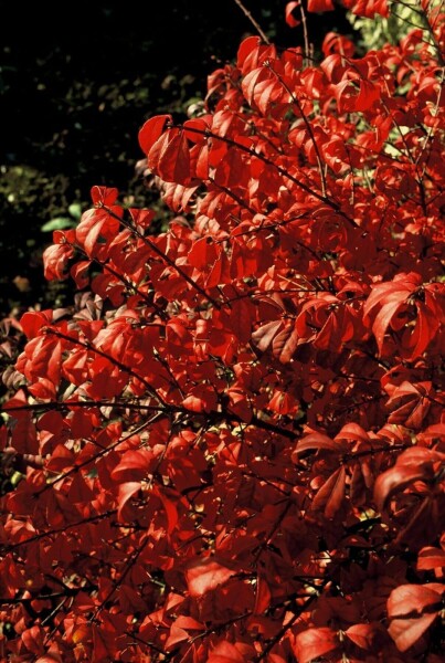 Euonymus alatus 'Compactus' busk Euonymus alatus 'Compactus' busk