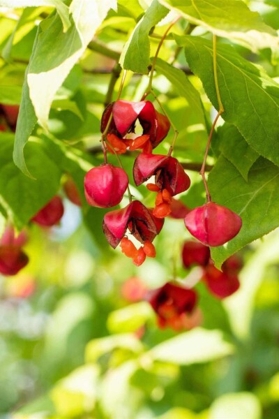 Euonymus europaeus 'Red Cascade' busk Euonymus europaeus 'Red Cascade' busk