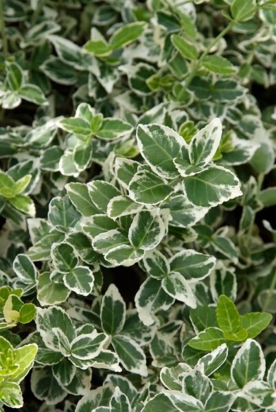 Euonymus fortunei 'Emerald Gaiety' struik Euonymus fortunei 'Emerald Gaiety' struik