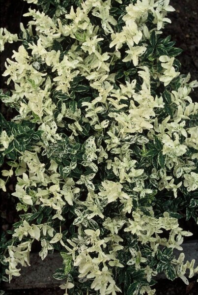 Euonymus fortunei 'Harlequin' struik Euonymus fortunei 'Harlequin' struik