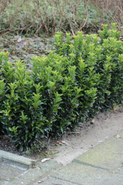 Japanse Kardinaalsmuts Euonymus Japonicus 'Green Spire' Pot Euonymus japonicus 'Green Spire'