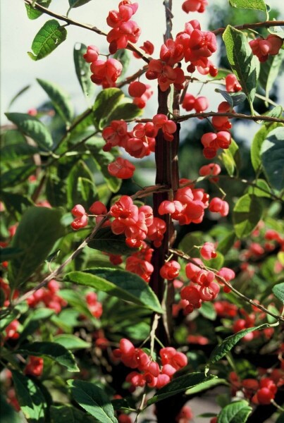 Euonymus phellomanus busk Euonymus phellomanus busk