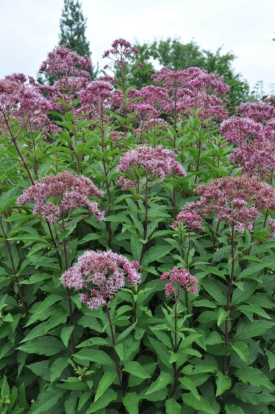Eupatorium maculatum 'Atropurpureum' Eupatorium maculatum 'Atropurpureum'