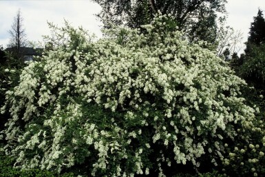 Exochorda macrantha 'The Bride' struik 100-125 cm