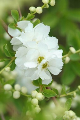 Exochorda macrantha 'The Bride' struik 100-125 cm