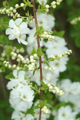 Exochorda macrantha 'The Bride' struik 100-125 cm