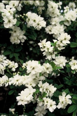 Exochorda macrantha 'The Bride' struik 100-125 cm