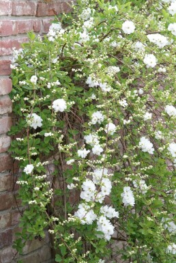 Exochorda macrantha 'The Bride' struik 100-125 cm