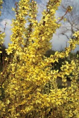 Forsythia intermedia 'Weekend' struik 50-60 cm
