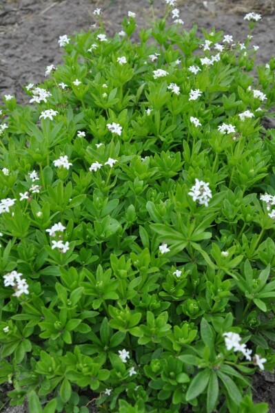 Galium odoratum Galium odoratum