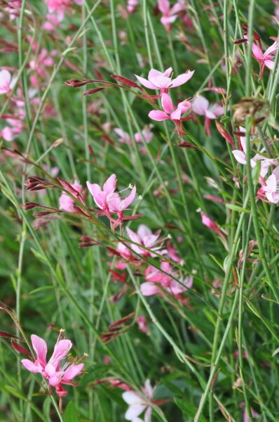 Gaura lindheimeri 'Siskiyou Pink' Gaura lindheimeri 'Siskiyou Pink'