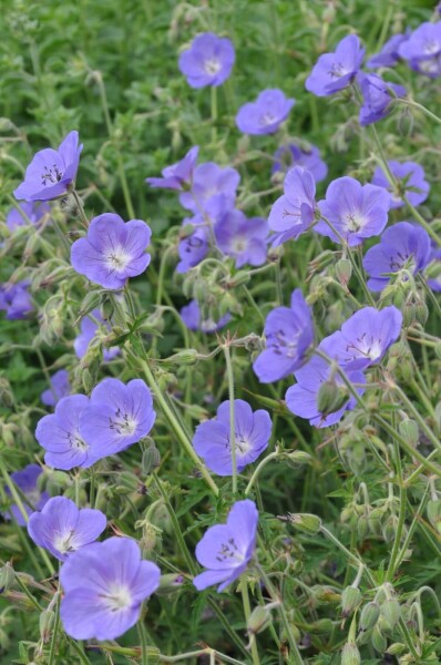 Geranium 'Brookside' Geranium 'Brookside'