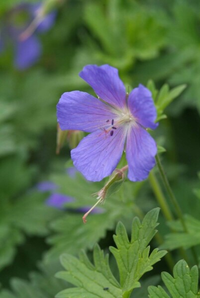 Geranium 'Johnson's Blue' Geranium 'Johnson's Blue'