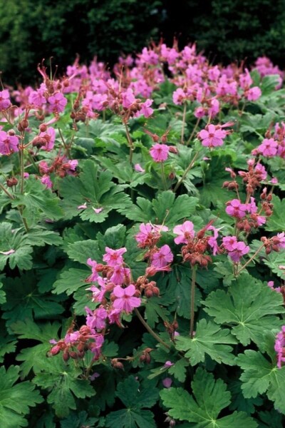 Geranium macrorrhizum 'Ingwersen's Variety' Geranium macrorrhizum 'Ingwersen's Variety'