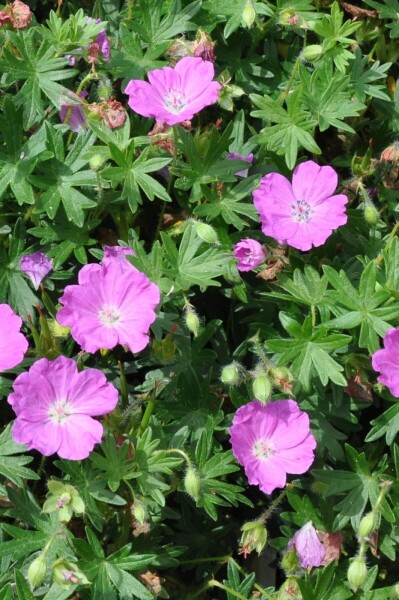 Geranium sanguineum 'Max Frei' Geranium sanguineum 'Max Frei'
