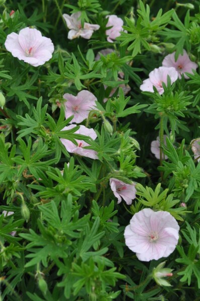 Geranium sanguineum 'Striatum' Geranium sanguineum 'Striatum'