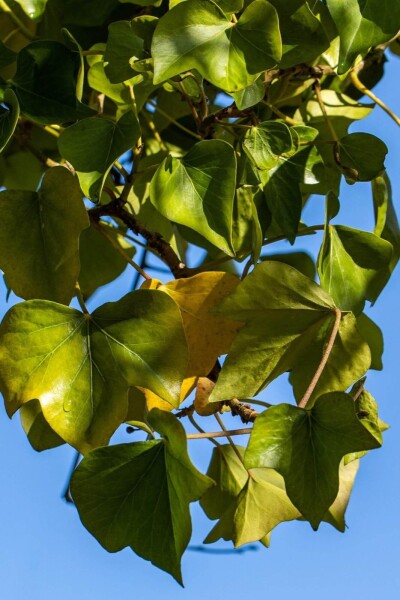 Hedera helix 'Arborescens' Hedera helix 'Arborescens'