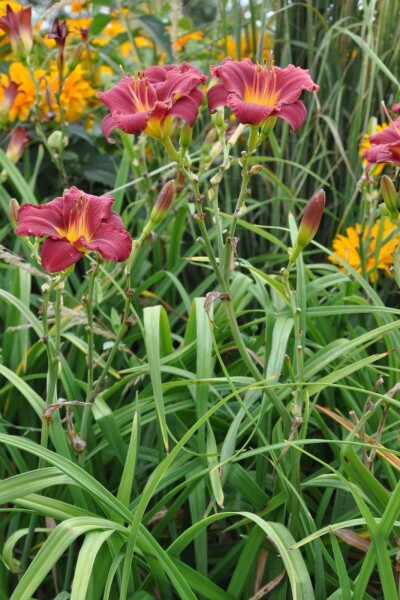 Hemerocallis 'Sammy Russell' Hemerocallis 'Sammy Russell'