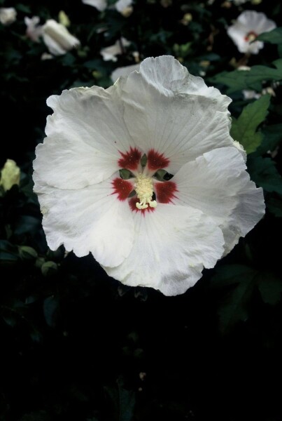 Hibiscus syriacus 'Red Heart' Hibiscus syriacus 'Red Heart'