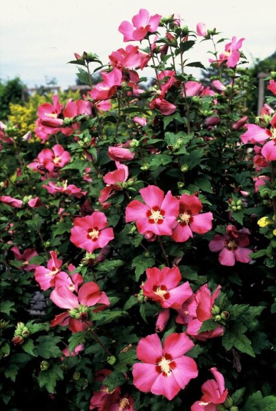 Hibiscus syriacus 'Woodbridge' struik Hibiscus syriacus 'Woodbridge' struik