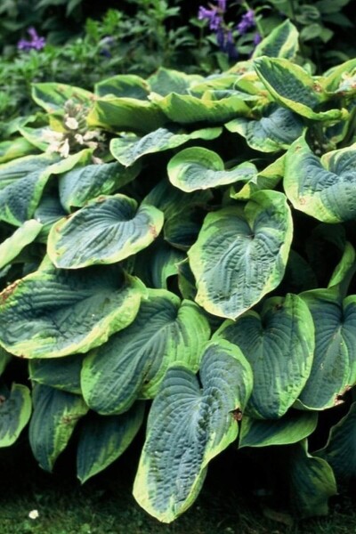 Hosta sieboldiana 'Frances Williams' Hosta sieboldiana 'Frances Williams'