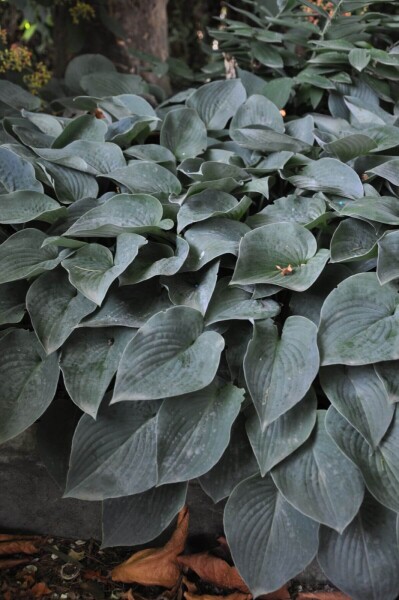 Hosta tardiana 'Halcyon' Hosta tardiana 'Halcyon'