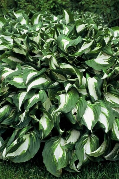 Hosta undulata 'Mediovariegata' Hosta undulata 'Mediovariegata'