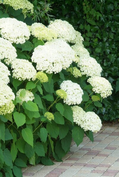 Hortensia Hydrangea arborescens 'Annabelle' Pot Hydrangea arborescens 'Annabelle'