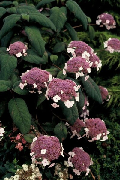 Hydrangea aspera 'Macrophylla' Hydrangea aspera 'Macrophylla'