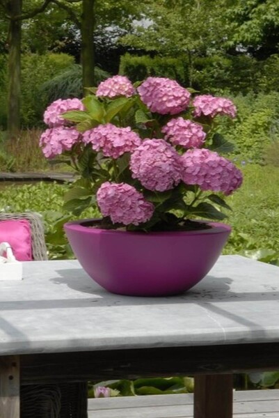 Hydrangea macrophylla 'Forever & Ever® Pink' Hydrangea macrophylla 'Forever & Ever® Pink'