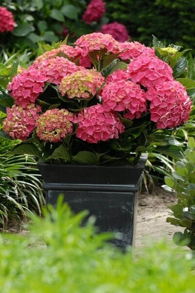 Hydrangea macrophylla 'Forever & Ever® Red' Hydrangea macrophylla 'Forever & Ever® Red'