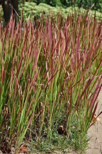 Imperata cylindrica 'Red Baron' Imperata cylindrica 'Red Baron'