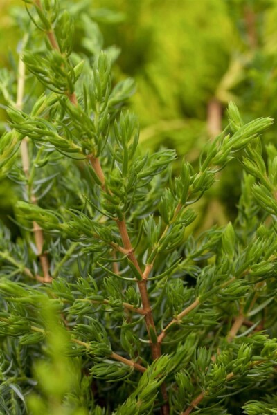 Juniperus communis 'Repanda' Juniperus communis 'Repanda'